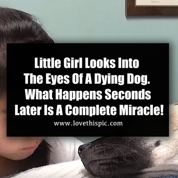 Little Girl Looks Into The Eyes Of A Dying Dog. What Happens Seconds Later Is A Complete Miracle!