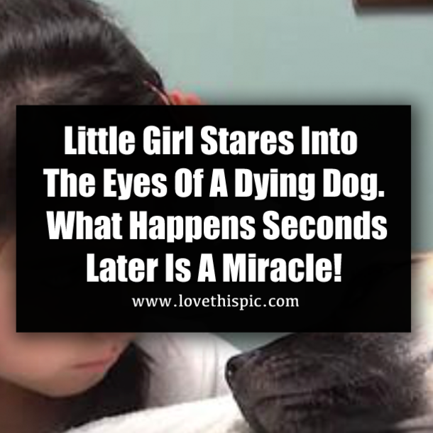 Little Girl Stares Into The Eyes Of A Dying Dog. What Happens Seconds Later Is A Miracle!