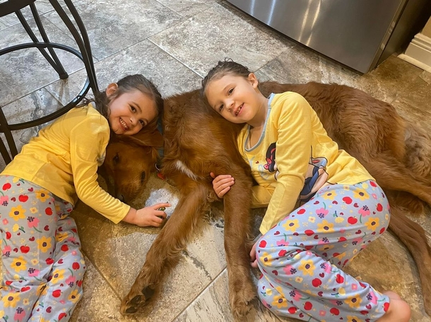 Little girls lost in the woods are found safe due to the golden retriever who never left their side - picture 2
