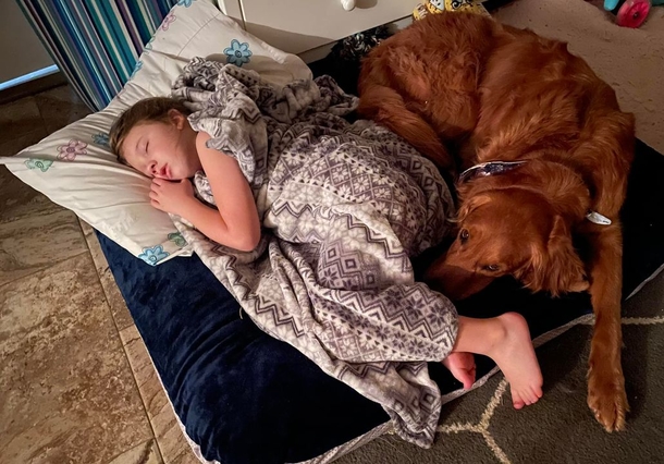 Little girls lost in the woods are found safe due to the golden retriever who never left their side - picture 5