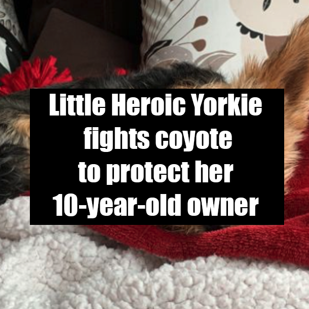 Little Heroic Yorkie fights coyote to protect her 10-year-old owner