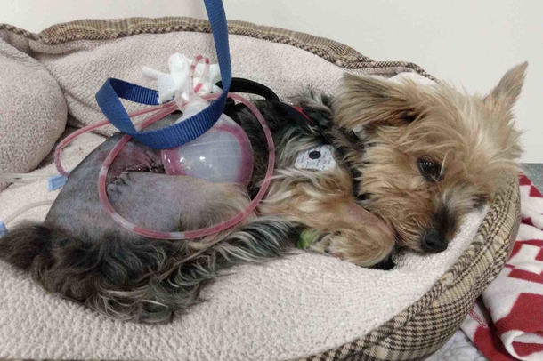 Little Heroic Yorkie fights coyote to protect her 10-year-old owner - picture 3