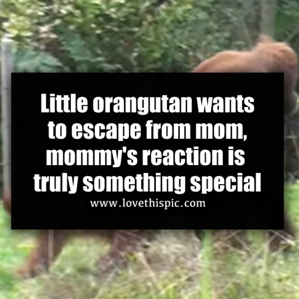 Little orangutan wants to escape from mom, mommy's reaction is truly something special