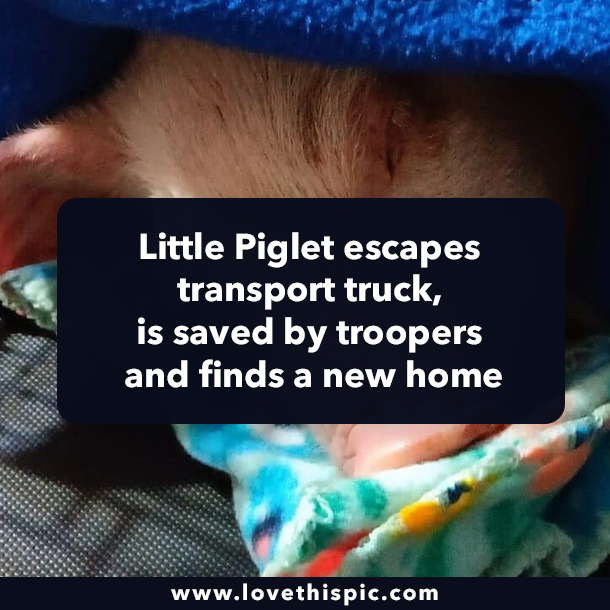 Little Piglet escapes transport truck, is saved by troopers and finds a new home