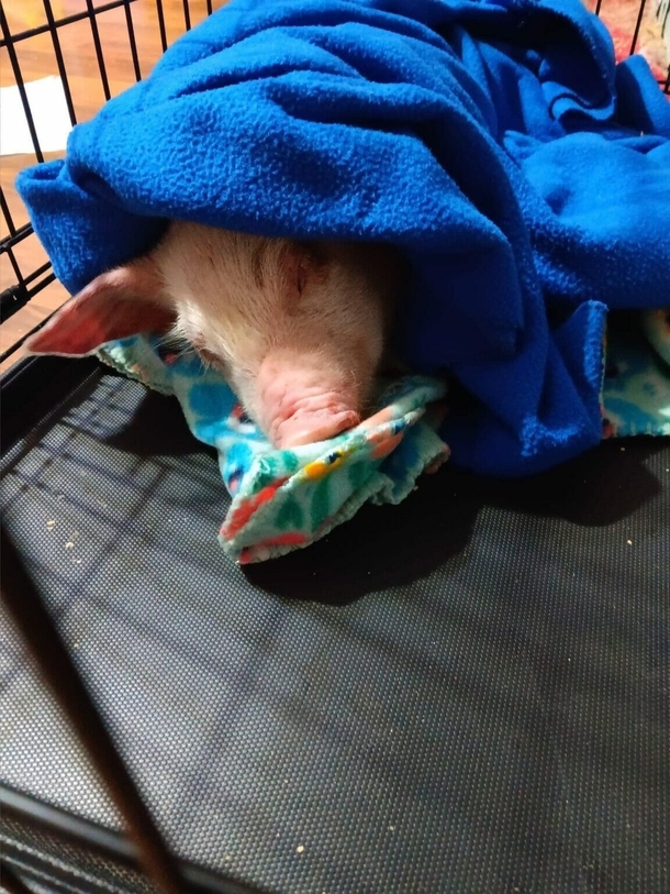 Little Piglet escapes transport truck, is saved by troopers and finds a new home - picture 2