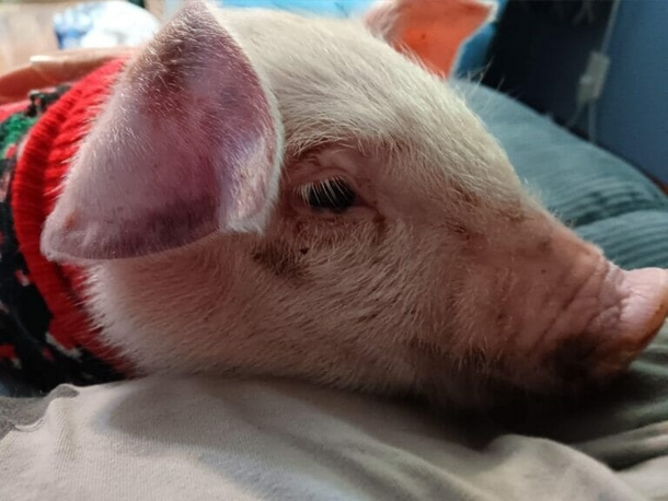 Little Piglet escapes transport truck, is saved by troopers and finds a new home - picture 3