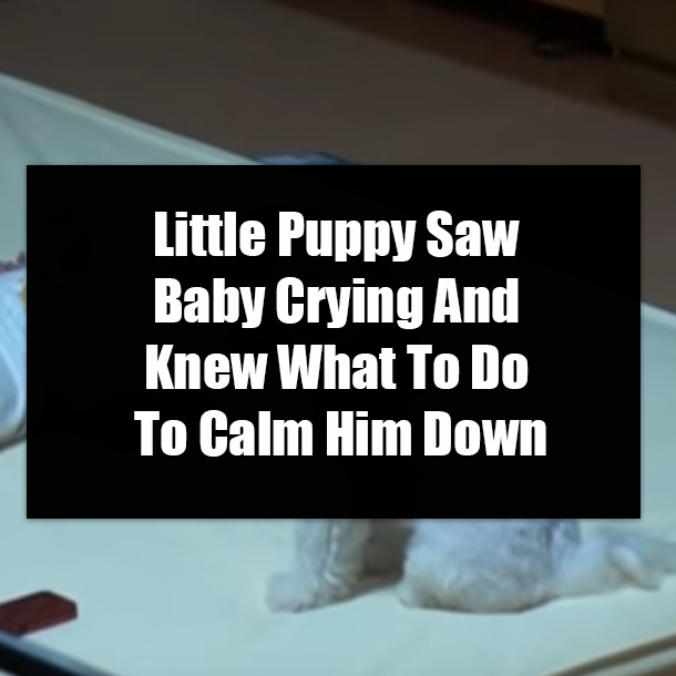 Little Puppy Saw Baby Crying And Knew What To Do To Calm Him Down