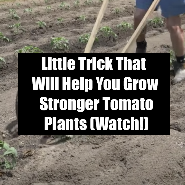 Little Trick That Will Help You Grow Stronger Tomato Plants (Watch!)