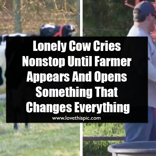 Lonely Cow Cries Nonstop Until Farmer Appears And Opens Something That Changes Everything
