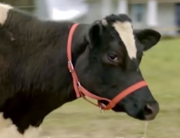 Lonely Cow Cries Nonstop Until Farmer Appears And Opens Something That Changes Everything - picture 2