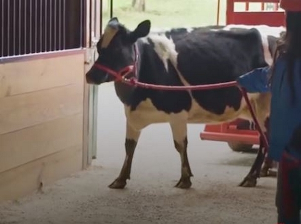 Lonely Cow Cries Nonstop Until Farmer Appears And Opens Something That Changes Everything - picture 3