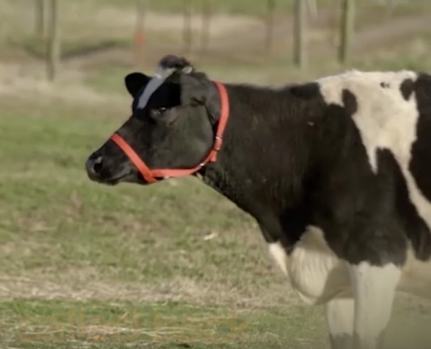 Lonely Cow Cries Nonstop Until Farmer Appears And Opens Something That Changes Everything - picture 5