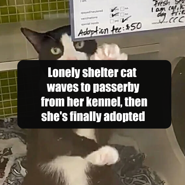 Lonely shelter cat waves to passerby from her kennel, then she's finally adopted