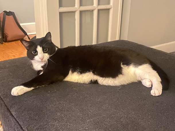 Lonely shelter cat waves to passerby from her kennel, then she's finally adopted - picture 2