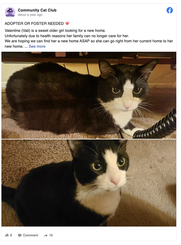 Lonely shelter cat waves to passerby from her kennel, then she's finally adopted - picture 3