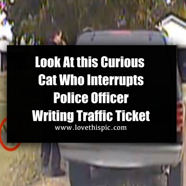 Look At this Curious Cat Who Interrupts Police Officer Writing Traffic Ticket