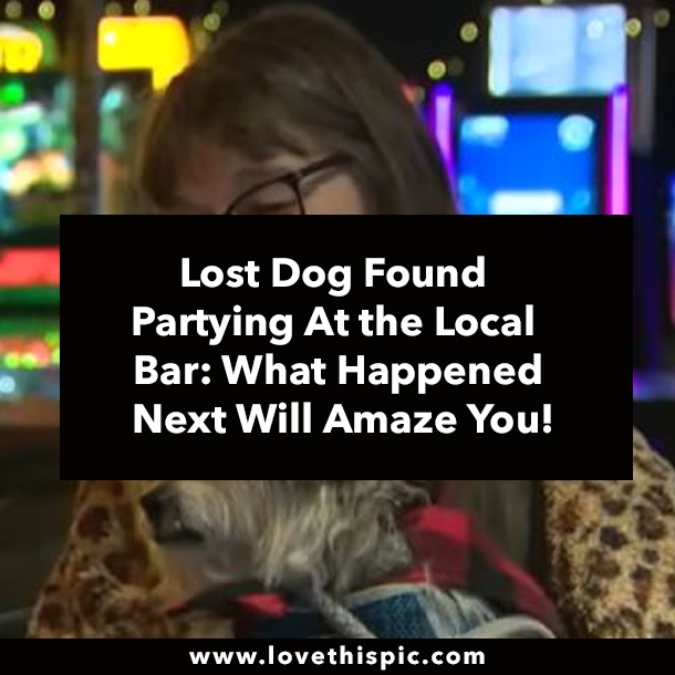 Lost Dog Found Partying At the Local Bar: What Happened Next Will Amaze You!