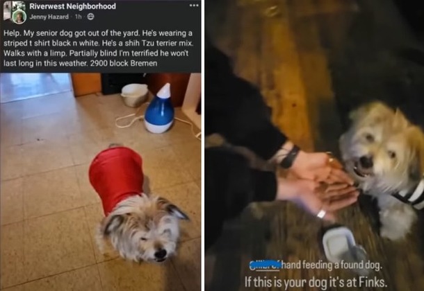 Lost Dog Found Partying At the Local Bar: What Happened Next Will Amaze You! - picture 3