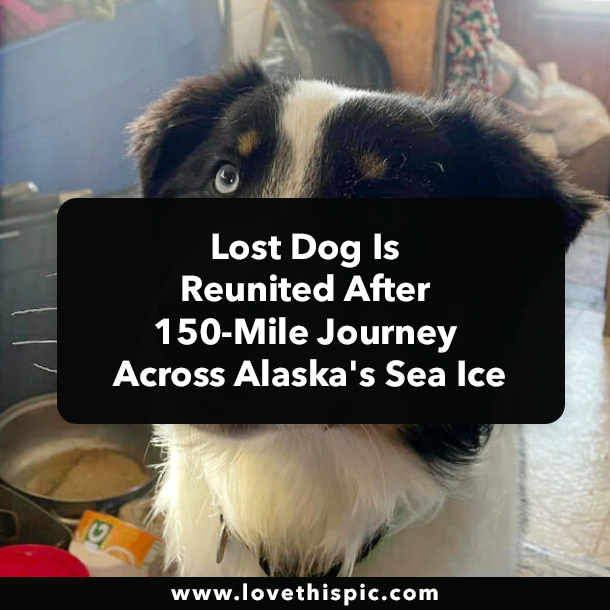 Lost Dog Is Reunited After 150-Mile Journey Across Alaska's Sea Ice