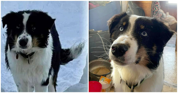 Lost Dog Is Reunited After 150-Mile Journey Across Alaska's Sea Ice - picture 2