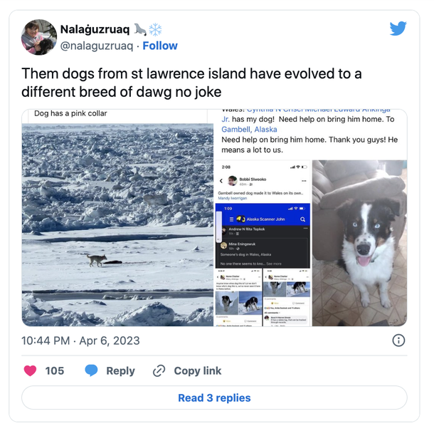 Lost Dog Is Reunited After 150-Mile Journey Across Alaska's Sea Ice - picture 3