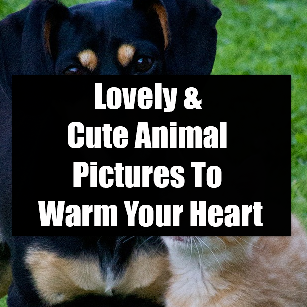 Lovely & Cute Animal Pictures To Warm Your Heart