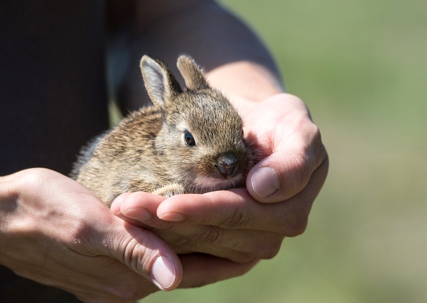 Lovely & Cute Animal Pictures To Warm Your Heart - picture 10