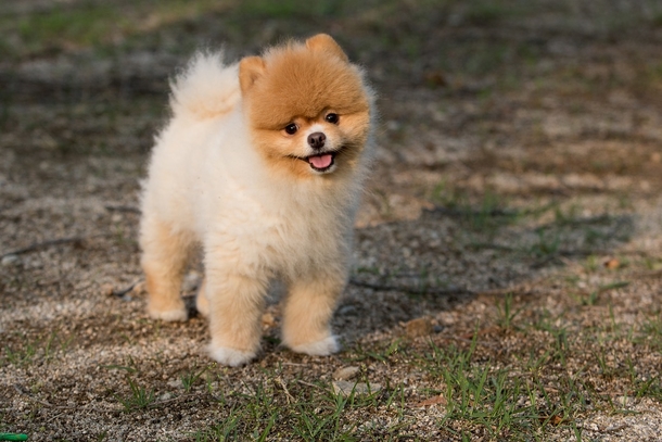 Lovely & Cute Animal Pictures To Warm Your Heart - picture 11