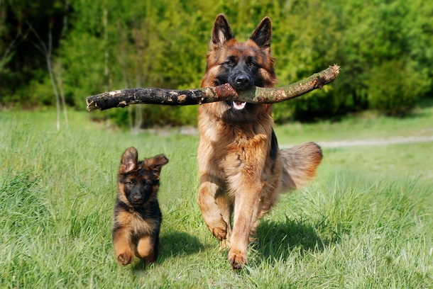 Lovely & Cute Animal Pictures To Warm Your Heart - picture 12