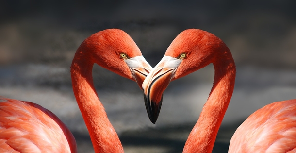 Lovely & Cute Animal Pictures To Warm Your Heart - picture 3
