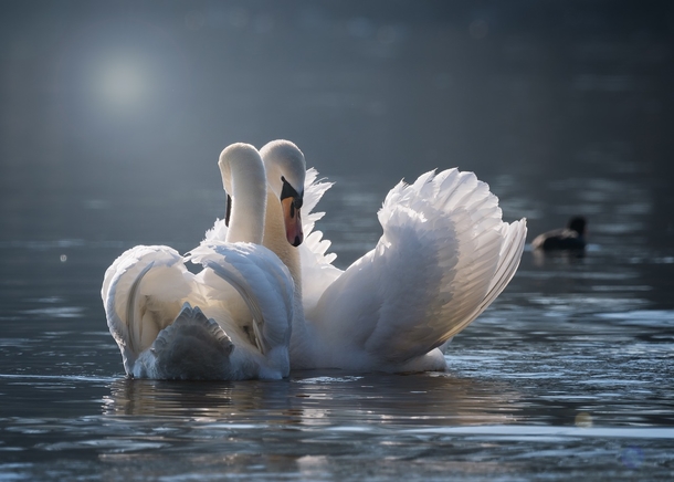 Lovely & Cute Animal Pictures To Warm Your Heart - picture 6
