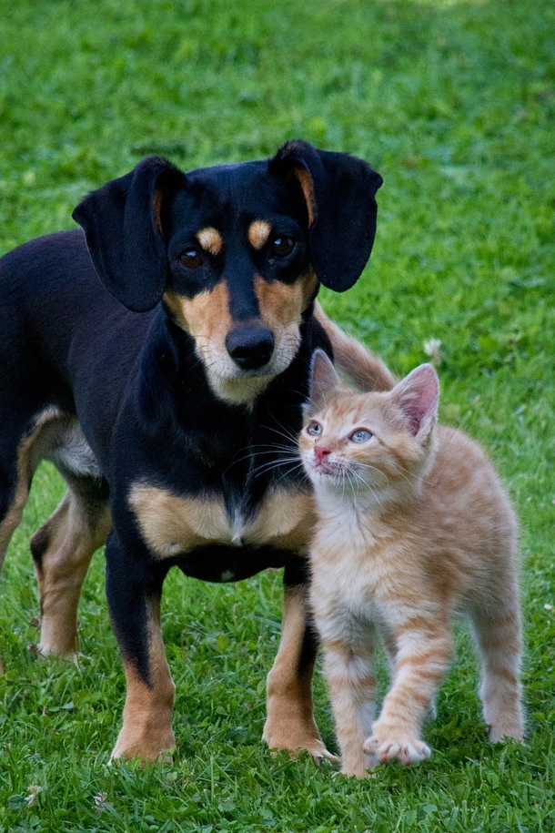 Lovely & Cute Animal Pictures To Warm Your Heart - picture 8