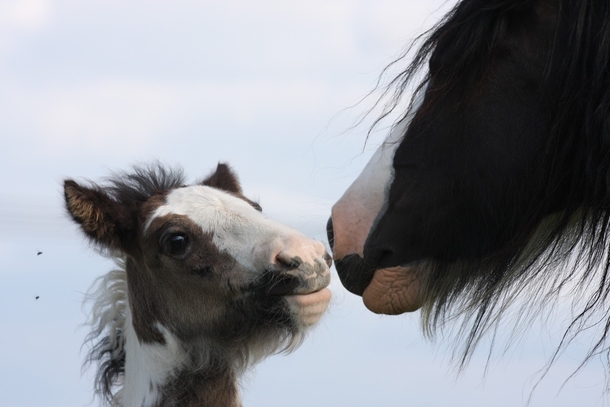 Lovely & Cute Animal Pictures To Warm Your Heart - picture 9