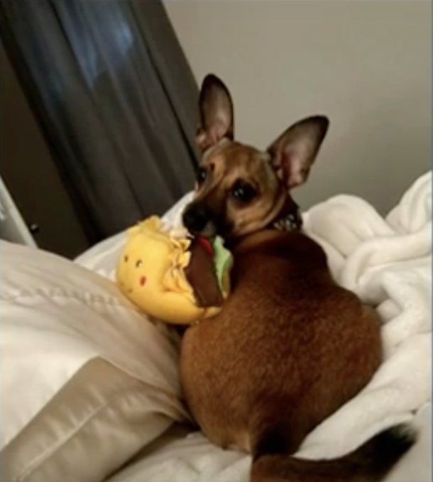 Loving and concerned nurse adopts terminally ill patient’s dog so he doesn’t have to go to shelter - picture 2