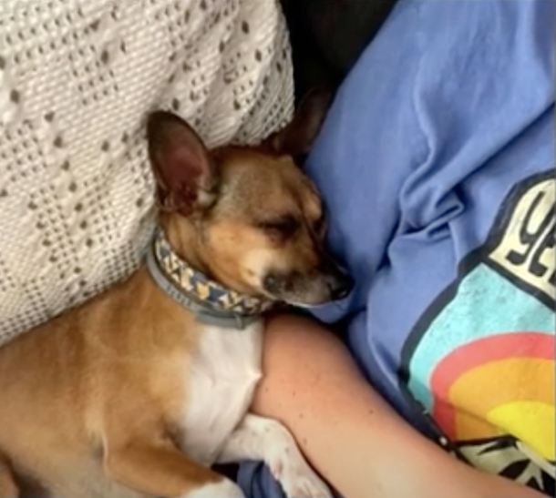 Loving and concerned nurse adopts terminally ill patient’s dog so he doesn’t have to go to shelter - picture 4