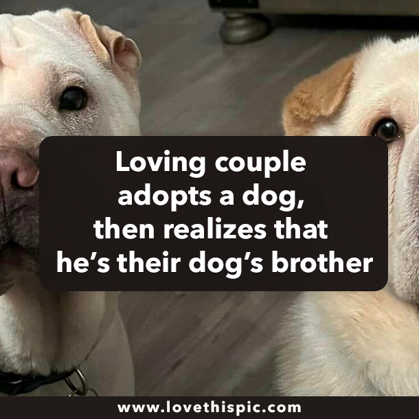 Loving couple adopts a dog, then realizes that he’s their dog’s brother