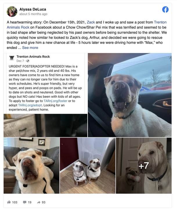 Loving couple adopts a dog, then realizes that he’s their dog’s brother - picture 3