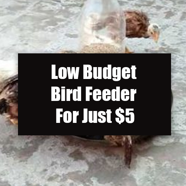 Low Budget Bird Feeder For Just $5