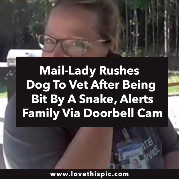 Mail-Lady Rushes Dog To Vet After Being Bit By A Snake, Alerts Family Via Doorbell Cam