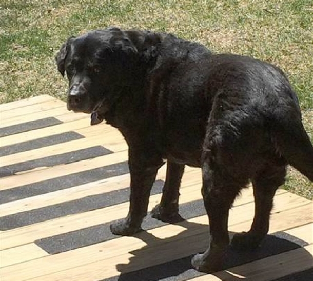 Mailman Notices Change In Dog That Greets Him Daily, Then Catches What Owners Are Doing - picture 4