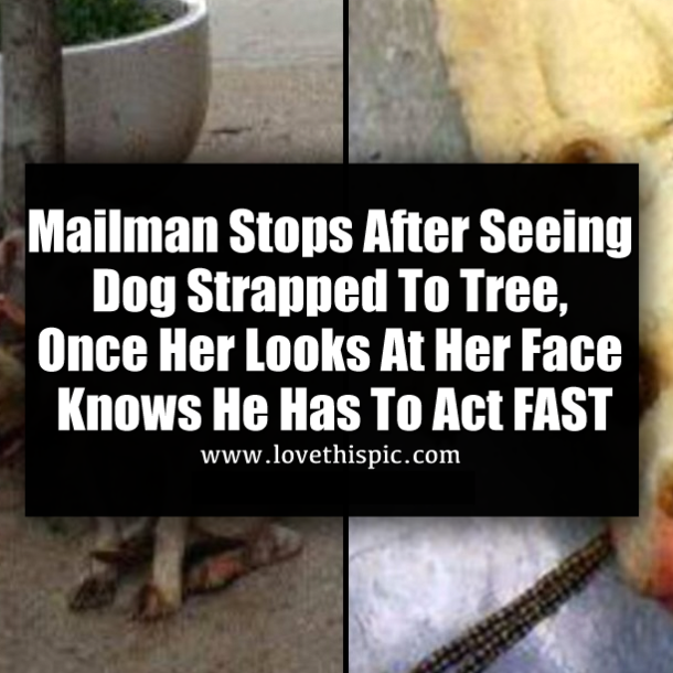 Mailman Stops After Seeing Dog Strapped To Tree, Once Her Looks At Her Face Knows He Has To Act FAST