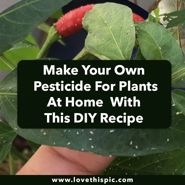 Make Your Own Pesticide For Plants At Home With This DIY Recipe