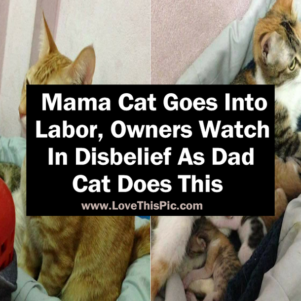 Mama Cat Goes Into Labor, Owners Watch In Disbelief As Dad Cat Does This