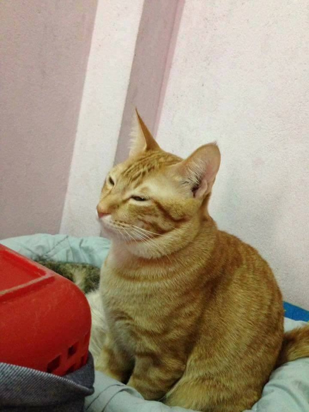 Mama Cat Goes Into Labor, Owners Watch In Disbelief As Dad Cat Does This - picture 2