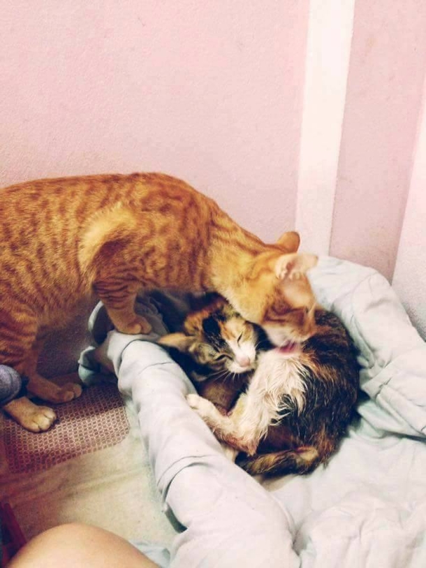 Mama Cat Goes Into Labor, Owners Watch In Disbelief As Dad Cat Does This - picture 3