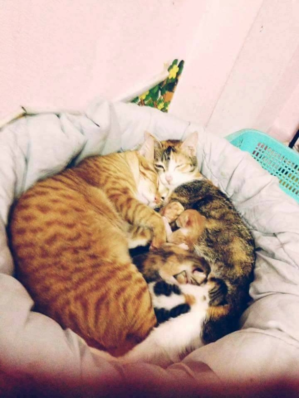 Mama Cat Goes Into Labor, Owners Watch In Disbelief As Dad Cat Does This - picture 4