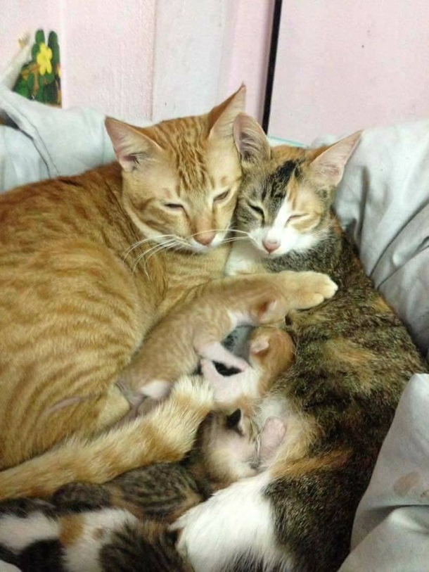 Mama Cat Goes Into Labor, Owners Watch In Disbelief As Dad Cat Does This - picture 5