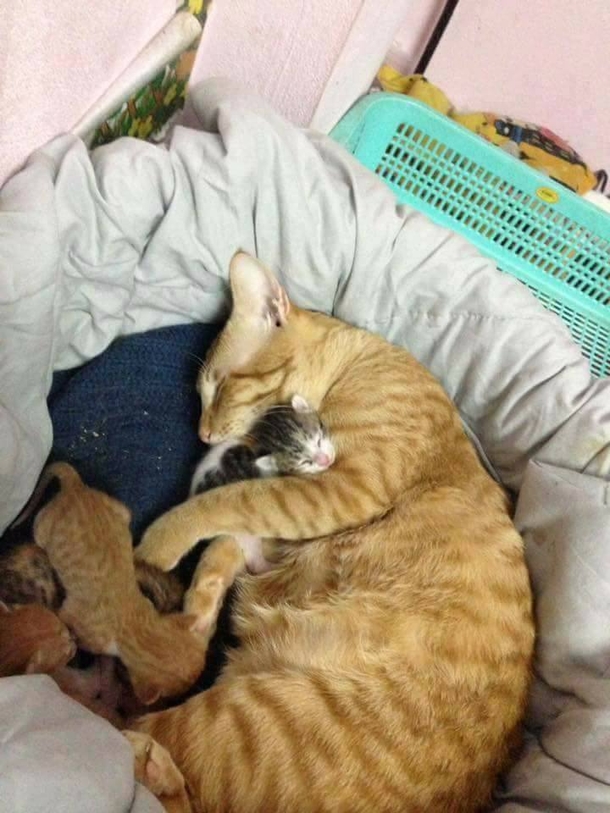 Mama Cat Goes Into Labor, Owners Watch In Disbelief As Dad Cat Does This - picture 6