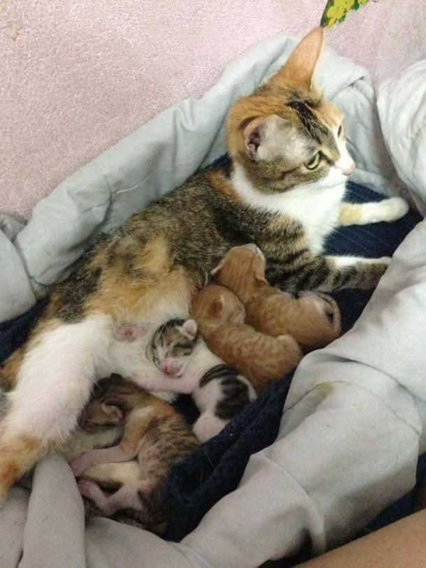 Mama Cat Goes Into Labor, Owners Watch In Disbelief As Dad Cat Does This - picture 7