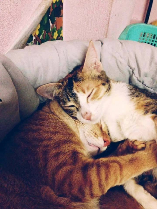 Mama Cat Goes Into Labor, Owners Watch In Disbelief As Dad Cat Does This - picture 8